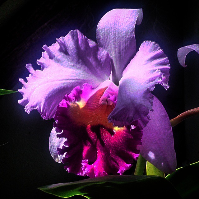1504-NA-DC-Botonical_Gardens-Orchid