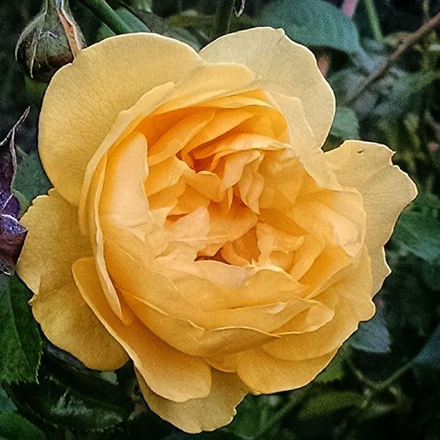 1510-NA-Brooklyn_Botanical_Garden-Yellow_Rose