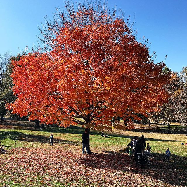 1610-Na-Prospect_Park-Autumn-Tree_Leaves